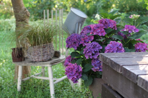 hydrangeamacrophylla